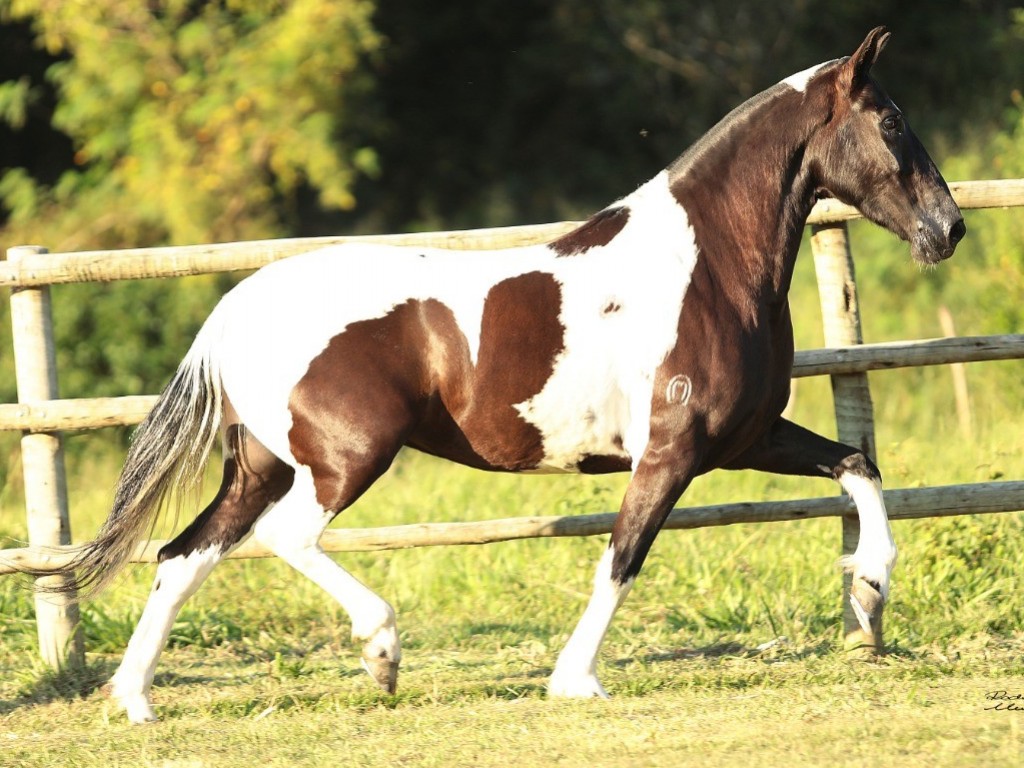 FOTO: 50% - PRENDA EXTRATO GOLDEN HORSE