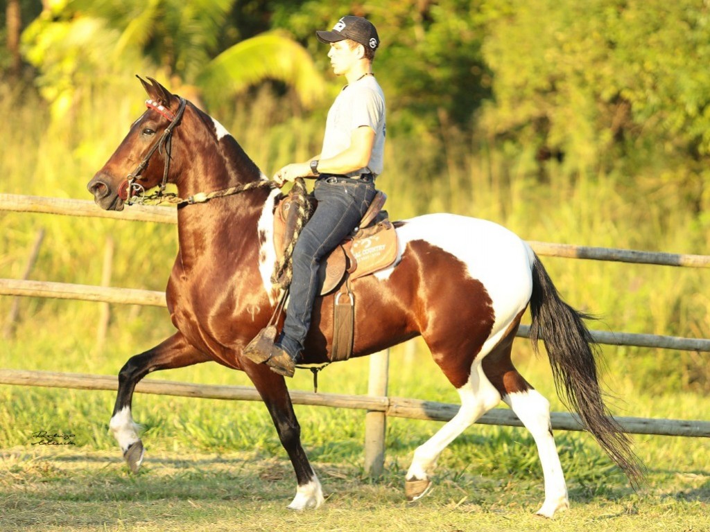FOTO: PIMENTA EXTRATO GOLDEN HORSE - 50%