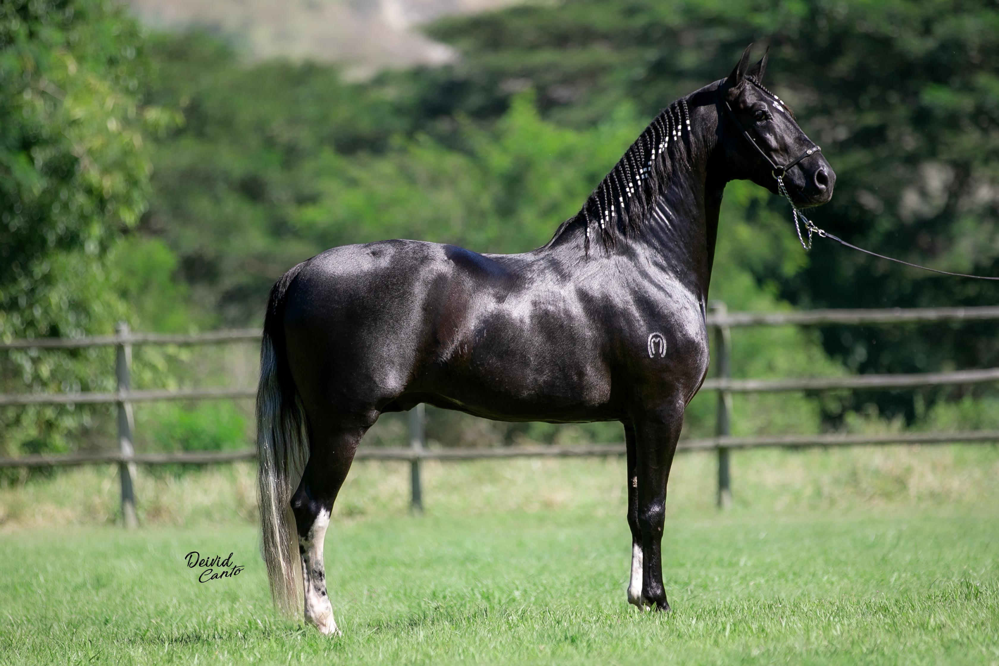 Embaixador do Escuro