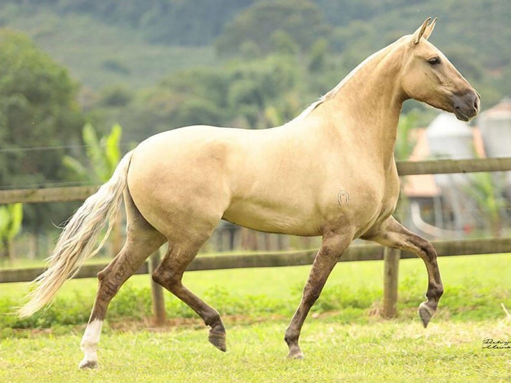 Foto: PANDORA DA SERRA GERAL