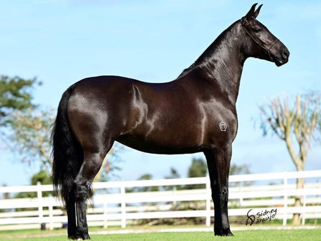 Foto: Haras Silvado vai ao Nordeste p adquirir o melhor da genética da marcha picada