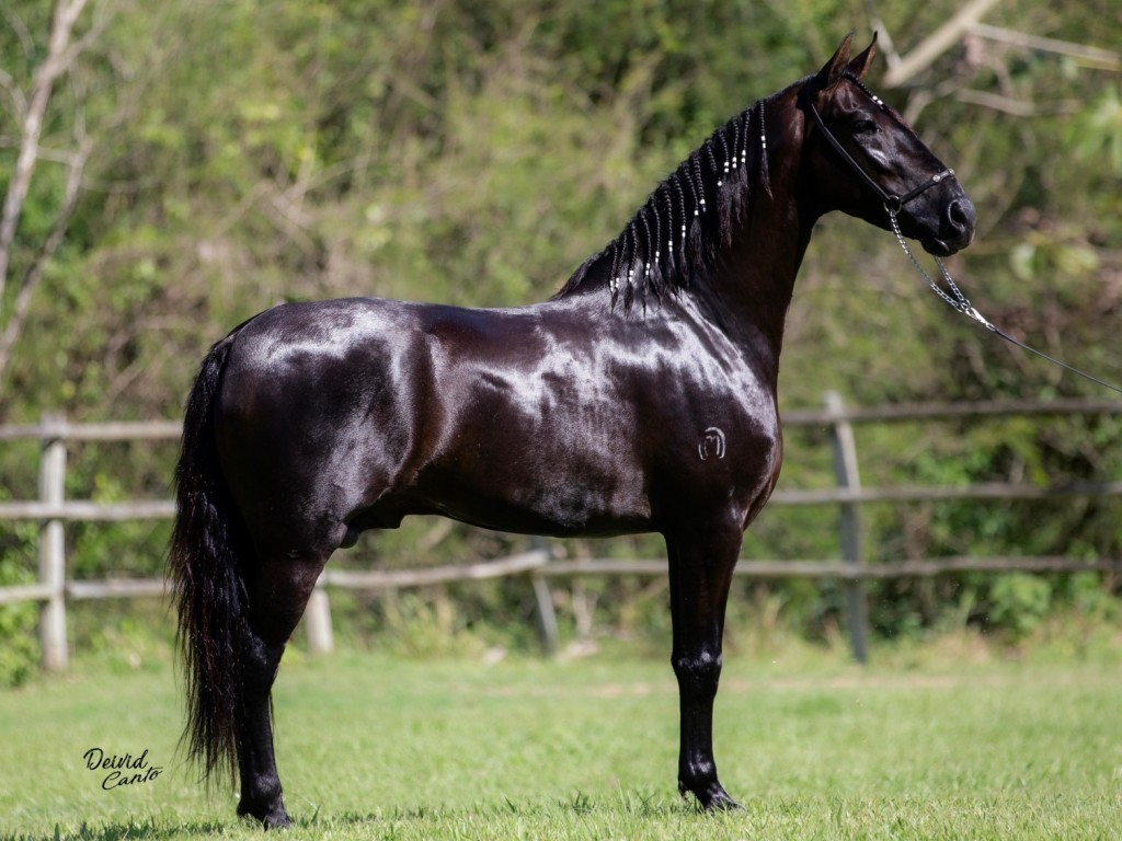 Foto: Campeões da Exposição de Cavalos da Cidade de Papucaia