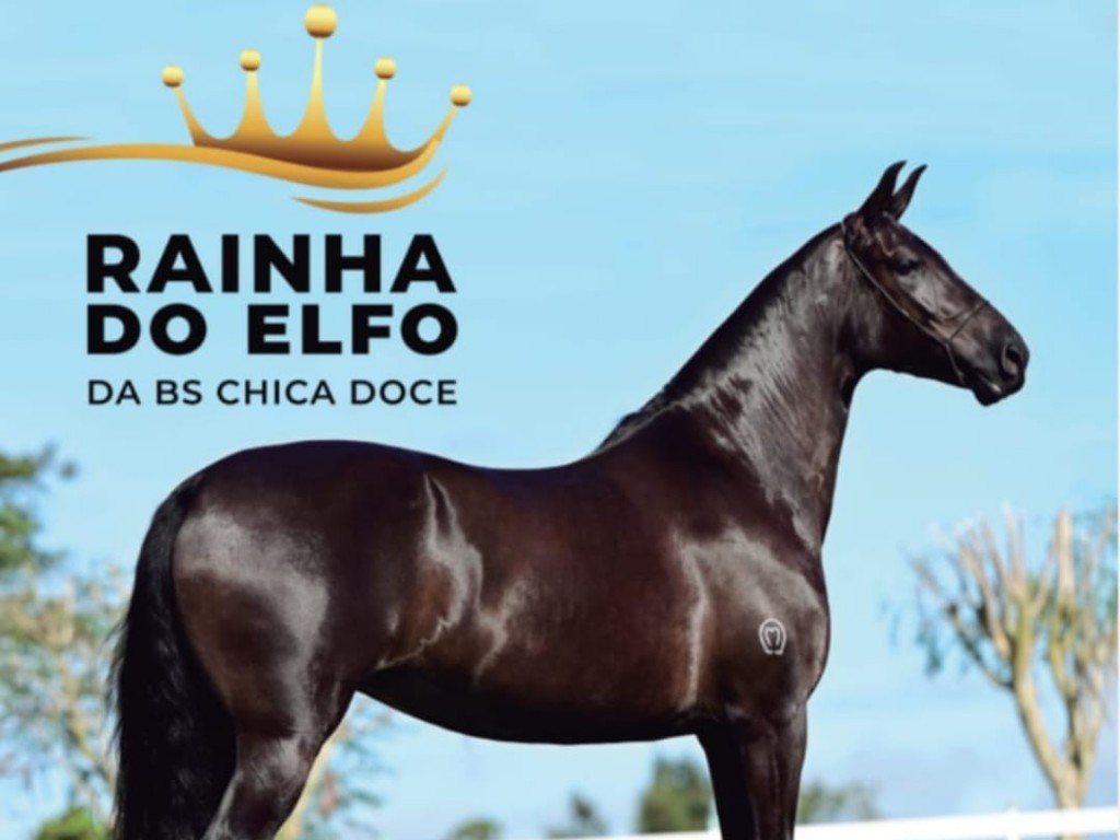 Foto: Rainha do Elfo BS Chica Doce: Brilho e Conquista em Arraial d'Ajuda 2025
