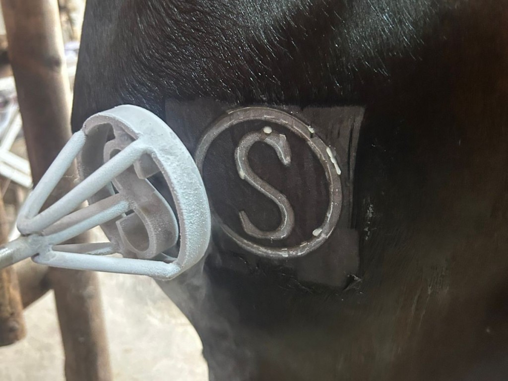 Foto: Embaixador do Escuro, foi a primeira montada com Sr Evandro, titular do renomado Haras Silvado.
