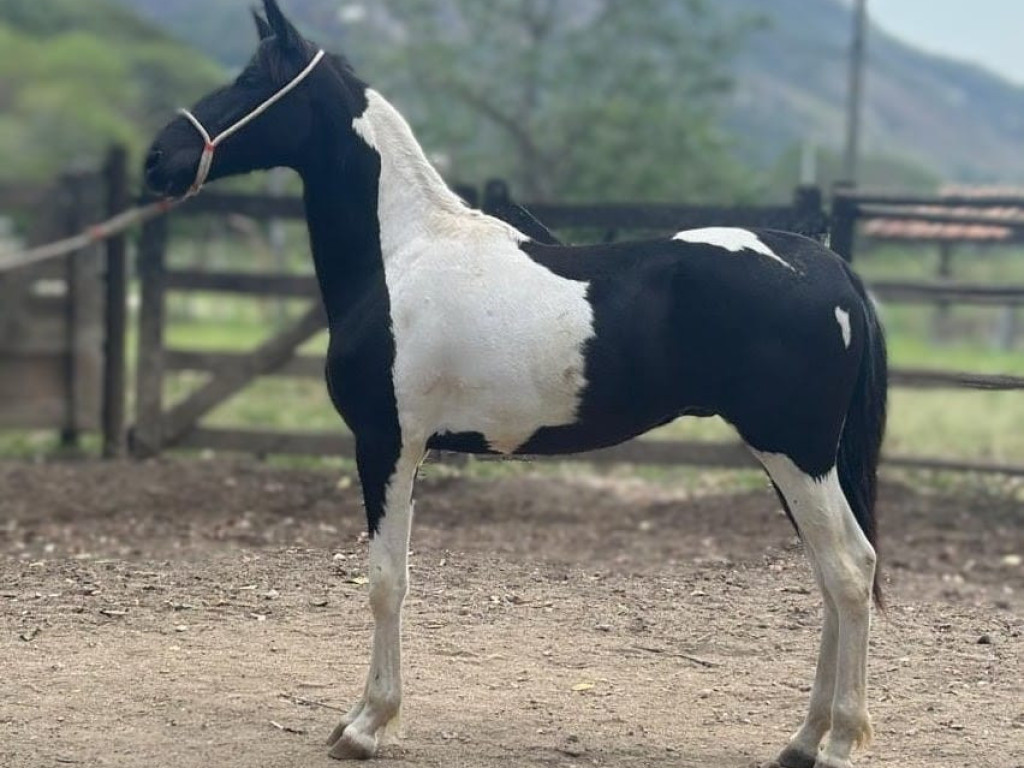 Foto: Jogo do Silvado: um show na ENAPAMPA 2025