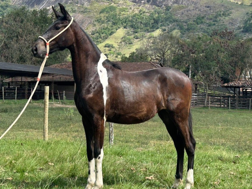 Foto: Joia Rara do Silvado brilha na ENAPAMPA 2025 e conquista títulos nacionais