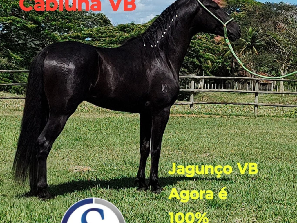 Foto: Jagunço VB agora é 100% Haras Silvado