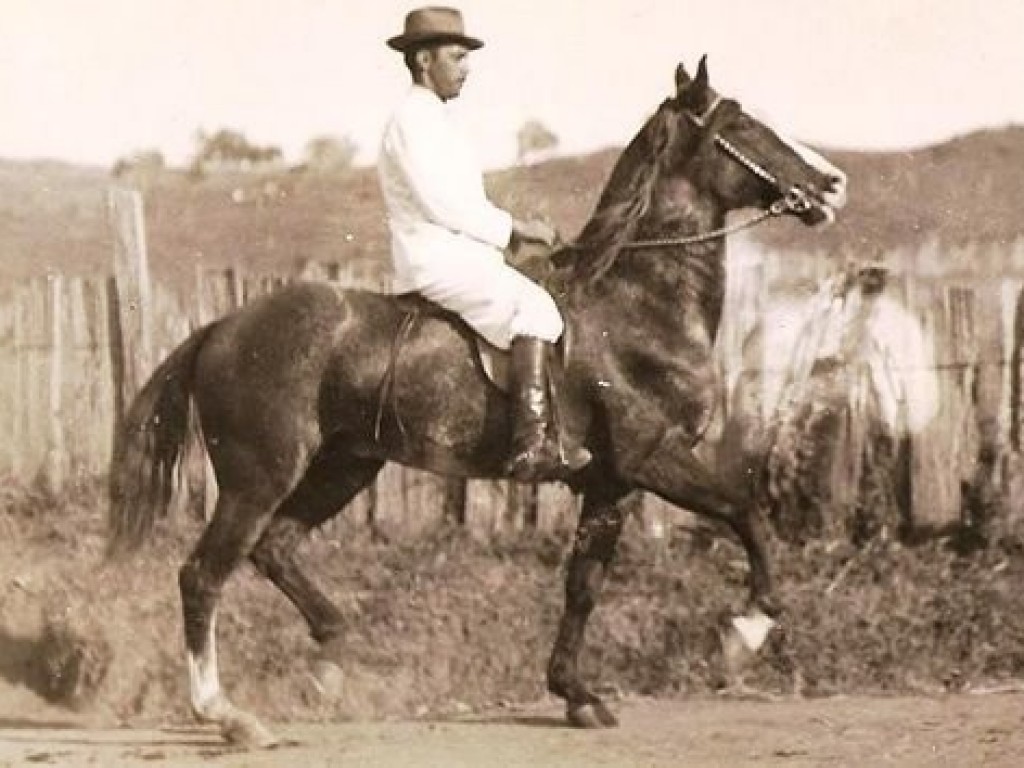 Foto: Curiosidade: a história da raça Mangalarga Marchador