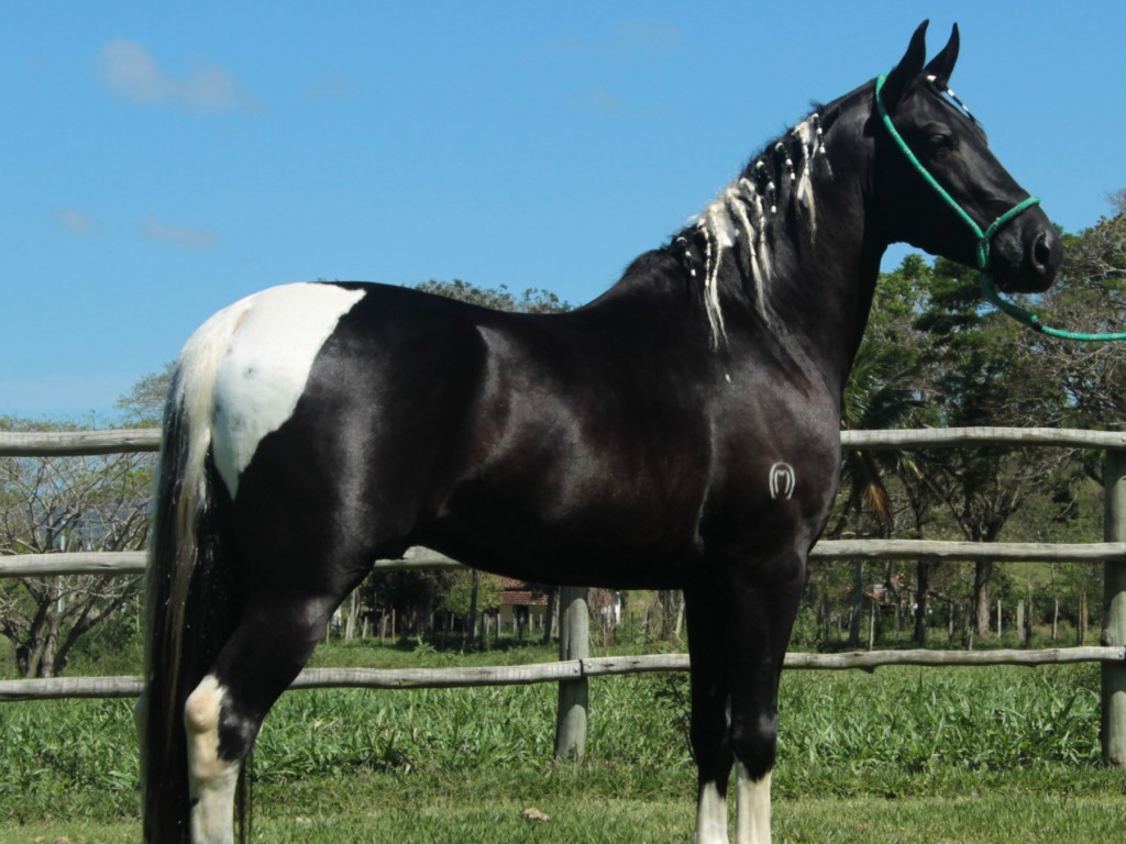 FOTO: 50% - CANARIO TOULON