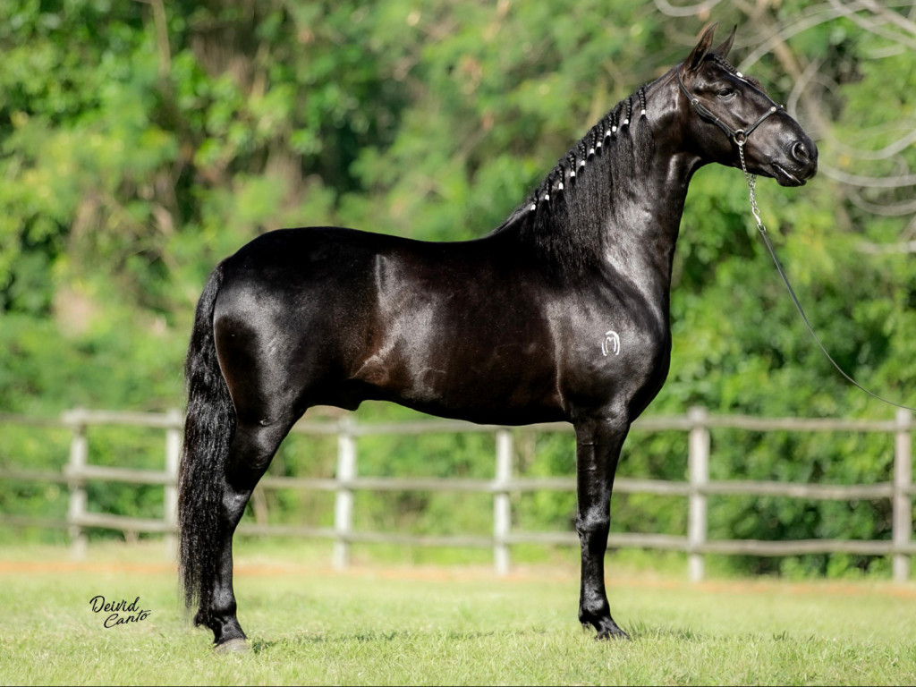 FOTO: GLADIADOR DO PIXAÓ 50%