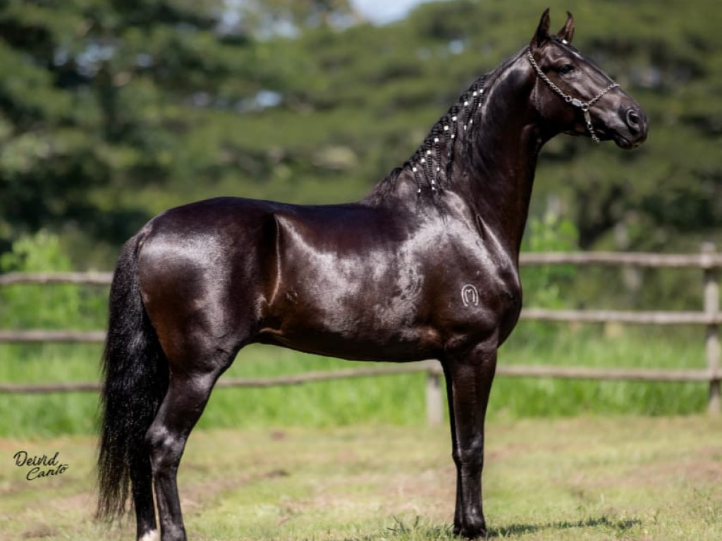 FOTO: JAGUN&Ccedil;O VB