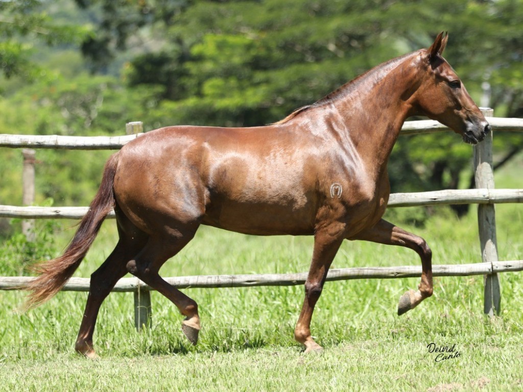 FOTO: ADRENALINA COCHO D`ÁGUA - 50%