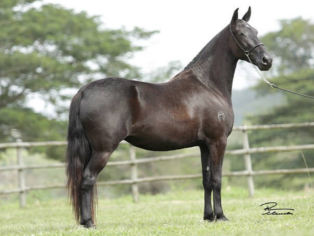 FOTO: ESPORA DO SILVADO