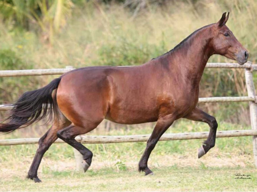 FOTO: LADY GOLDEN HORSE
