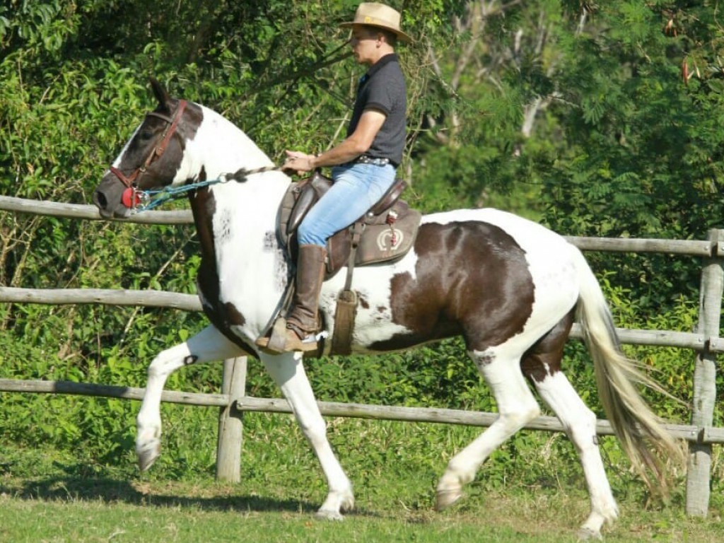 FOTO: PODEROSA TRILHO GOLDEN HORSE