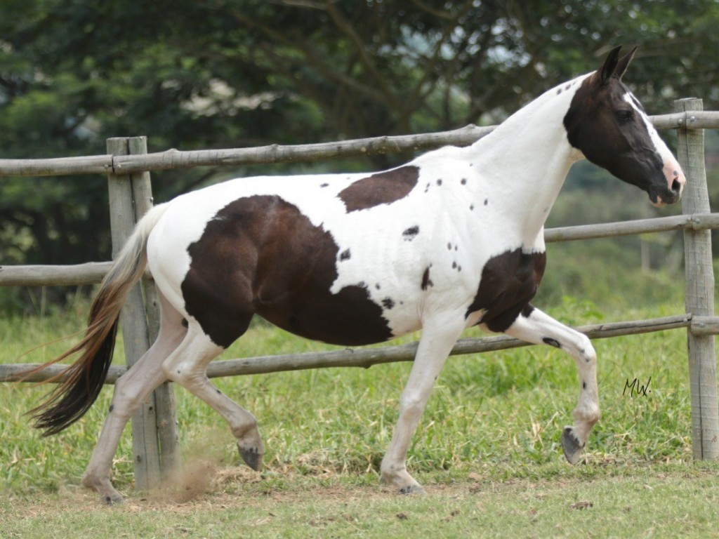 FOTO: JAMAICA GOLDEN HORSE