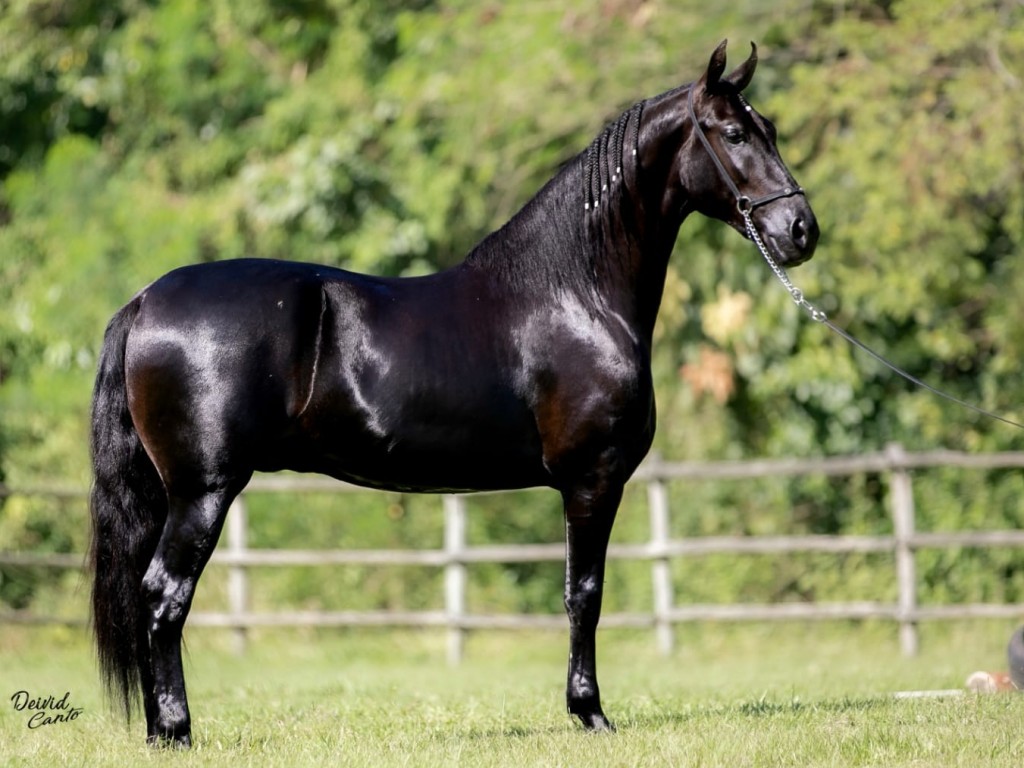 FOTO: EMBAIXADOR DO ESCURO 50%