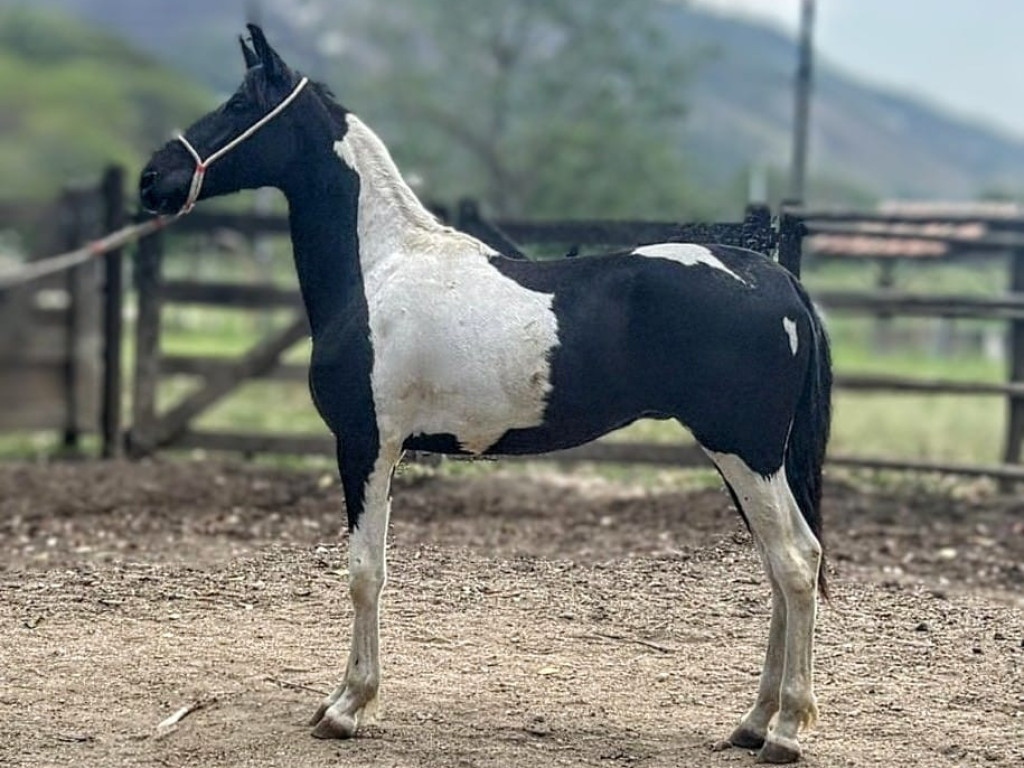 FOTO: JOGO DO SILVADO